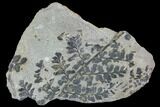 Pennsylvanian Fossil Fern (Sphenopteris) Plate - Kentucky #112932-1